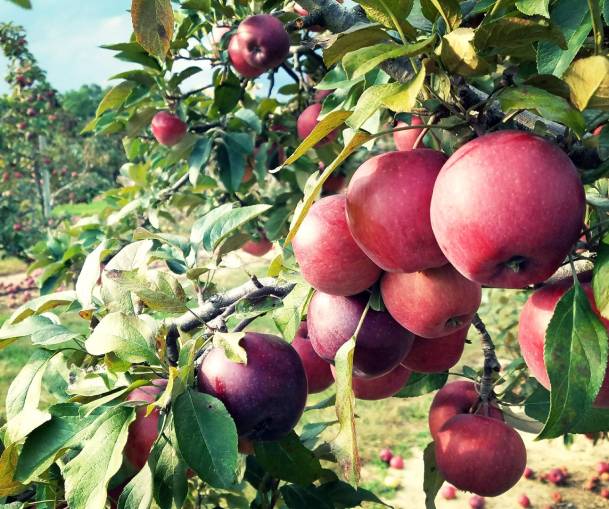 Apple Picking Ypsilanti, Michigan Wiard's Orchards